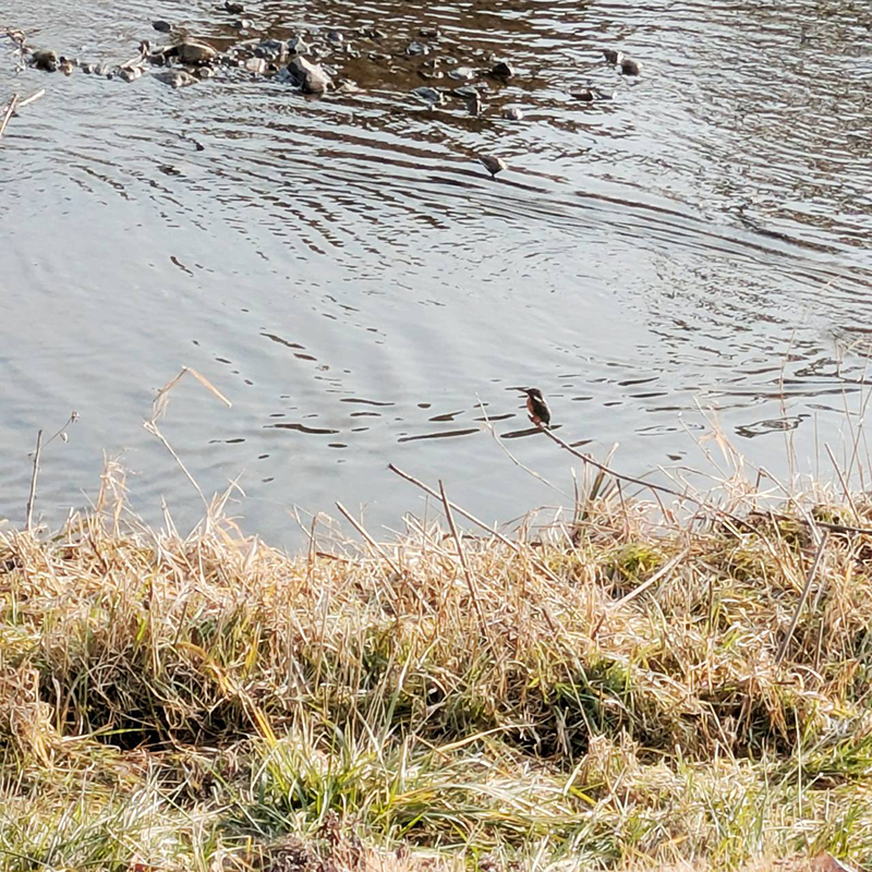 カモガワのカワセミ